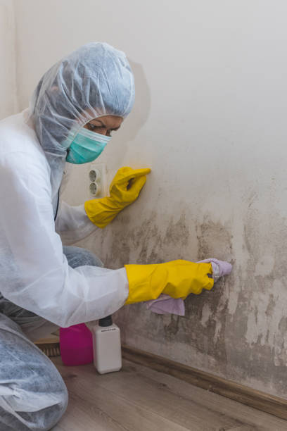 Best Post-Remediation Verification Testing  in Thornton, IL